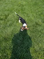 Male 3, a male Basset Hound for sale in Jerome, ID – 8 of 10
