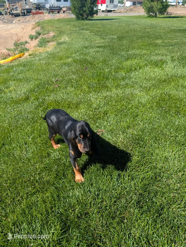 Pbf1  – Bloodhound puppy for sale in Jerome, ID