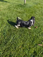 Male 6, a male Basset Hound for sale in Jerome, ID – 5 of 6