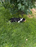 Male 2 , a male Basset Hound for sale in Jerome, ID – 5 of 10