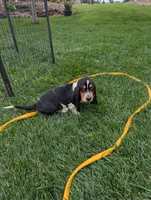 Male 2 , a male Basset Hound for sale in Jerome, ID – 1 of 10