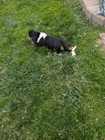 Female 1 , a female Basset Hound for sale in Jerome, ID – 9 of 9
