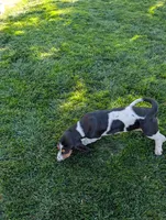 Female 2, a female Basset Hound for sale in Jerome, ID – 6 of 10