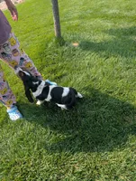 Male 7, a male Basset Hound for sale in Jerome, ID – 6 of 9