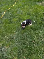 Female 1 , a female Basset Hound for sale in Jerome, ID – 6 of 9