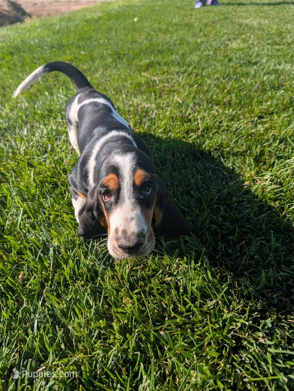 Female 2 – Basset Hound puppy for sale in Jerome, ID