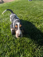 Female 2, a female Basset Hound for sale in Jerome, ID – 1 of 5