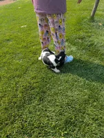 Male 7, a male Basset Hound for sale in Jerome, ID – 5 of 9