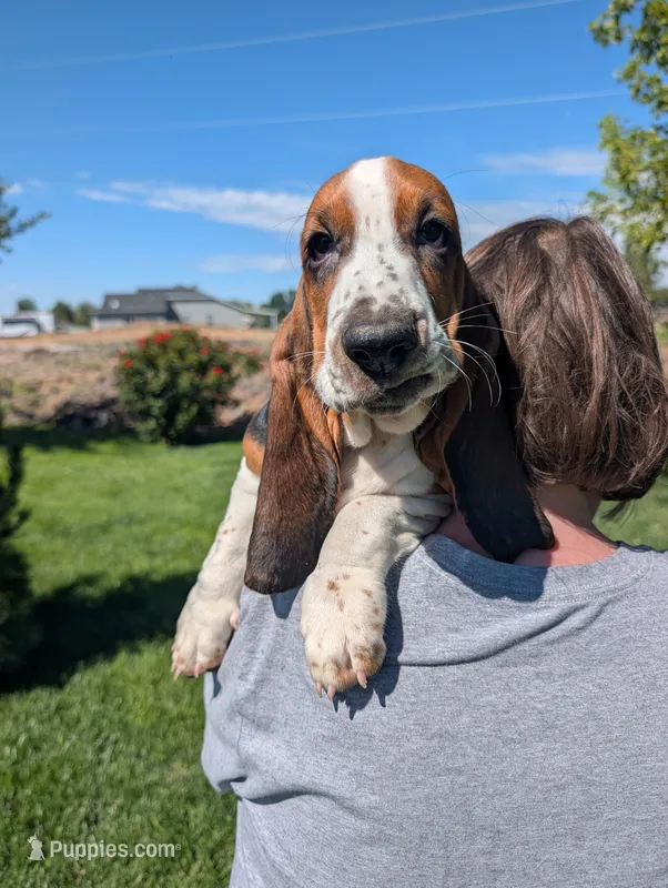 Male 2 – Basset Hound puppy for sale in Jerome, ID