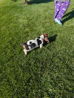 Male 4, a male Basset Hound for sale in Jerome, ID – 3 of 6