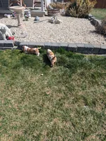 Female 1 , a female Basset Hound for sale in Jerome, ID – Photo 6 of 6