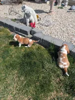 Female 1 , a female Basset Hound for sale in Jerome, ID – Photo 5 of 6