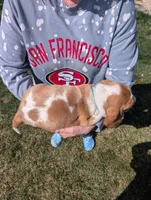 Female 1 , a female Basset Hound for sale in Jerome, ID – Photo 4 of 6