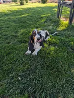 Female 2, a female Basset Hound for sale in Jerome, ID – 6 of 10