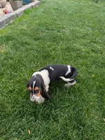 Female 2, a female Basset Hound for sale in Jerome, ID – 5 of 10