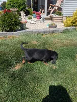 Pbf1 , a female Bloodhound for sale in Jerome, ID – 3 of 4