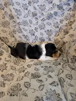 Male 2, a male Basset Hound for sale in Jerome, ID – 3 of 4