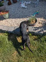 Pbf1 , a female Bloodhound for sale in Jerome, ID – 10 of 10