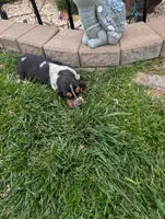 Female 1 , a female Basset Hound for sale in Jerome, ID – 4 of 9