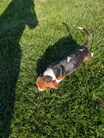 Male 1, a male Basset Hound for sale in Jerome, ID – 3 of 8