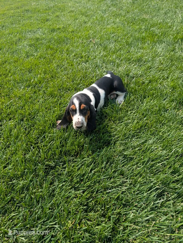 Male 7 – Basset Hound puppy for sale in Jerome, ID