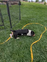 Male 2 , a male Basset Hound for sale in Jerome, ID – 8 of 10
