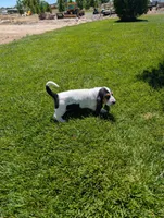 Female 1 , a female Basset Hound for sale in Jerome, ID – 3 of 7