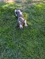 Female 2, a female Basset Hound for sale in Jerome, ID – 3 of 10