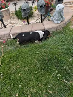 Female 1 , a female Basset Hound for sale in Jerome, ID – 6 of 9