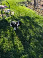 Female 2, a female Basset Hound for sale in Jerome, ID – 8 of 10