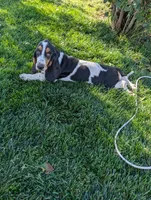 Female 2, a female Basset Hound for sale in Jerome, ID – 10 of 10