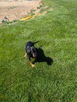 Pbf1 , a female Bloodhound for sale in Jerome, ID – 7 of 10