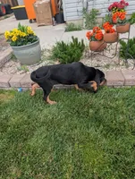 Pbf1 , a female Bloodhound for sale in Jerome, ID – 6 of 10
