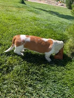 Female 3 , a female Basset Hound for sale in Jerome, ID – 3 of 7