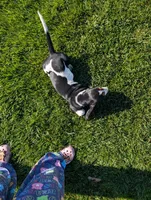 Female 2, a female Basset Hound for sale in Jerome, ID – 2 of 5