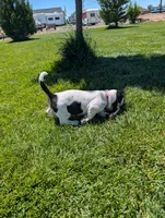 Female 1 , a female Basset Hound for sale in Jerome, ID – 6 of 7