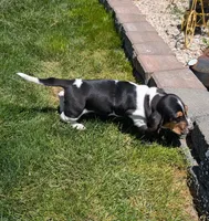 Female 2, a female Basset Hound for sale in Jerome, ID – 3 of 6