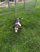 Female 2, a female Basset Hound for sale in Jerome, ID – 9 of 10