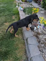 Pbf1 , a female Bloodhound for sale in Jerome, ID – 6 of 10