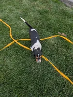 Female 2, a female Basset Hound for sale in Jerome, ID – 7 of 9