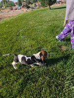 Male 2, a male Basset Hound for sale in Jerome, ID – 4 of 7