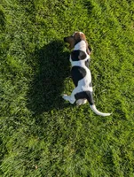 Male 4, a male Basset Hound for sale in Jerome, ID – 4 of 6