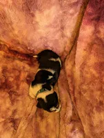 Male 2, a male Basset Hound for sale in Jerome, ID – 3 of 3