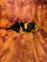 Male 2, a male Basset Hound for sale in Jerome, ID – 2 of 3
