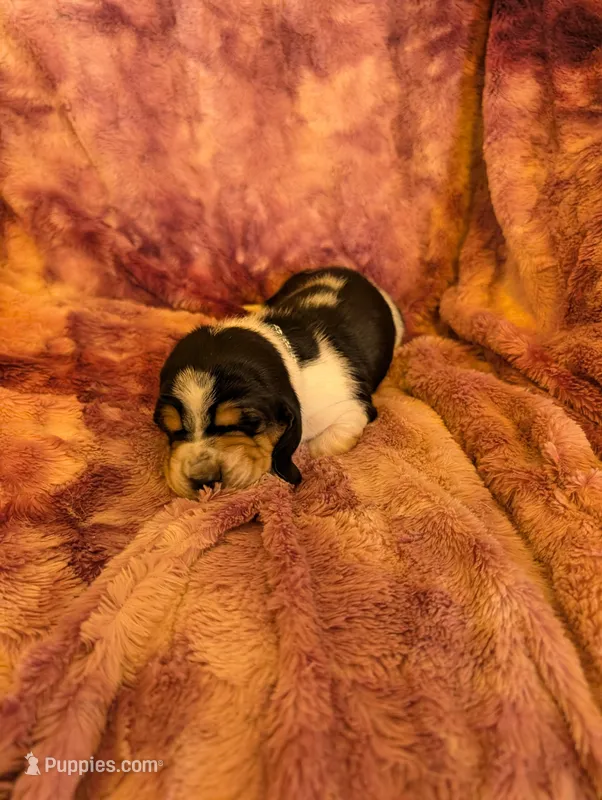 Male 2 – Basset Hound puppy for sale in Jerome, ID