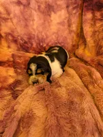 Male 2, a male Basset Hound for sale in Jerome, ID – 1 of 3