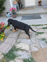 Pbf1 , a female Bloodhound for sale in Jerome, ID – 4 of 10