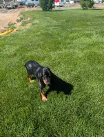 Pbf1 , a female Bloodhound for sale in Jerome, ID – 7 of 10