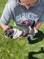 Female 2, a female Basset Hound for sale in Jerome, ID – 4 of 4