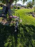 Female 2, a female Basset Hound for sale in Jerome, ID – 3 of 10